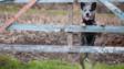牧牛犬站在栅栏的澳大利亚农场