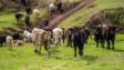 近距离的安格斯和莫里灰色牛吃长在澳大利亚牧场