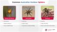 信息图表对常见的澳大利亚户外蜘蛛