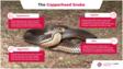 信息图表的铜斑蛇蛇