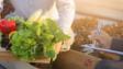 人检查和挑选有机新鲜蔬菜在水培农场和写作记录文档长叶的质量生产、小企业主的概念,旗帜网站。