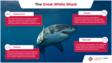 信息图表大白鲨