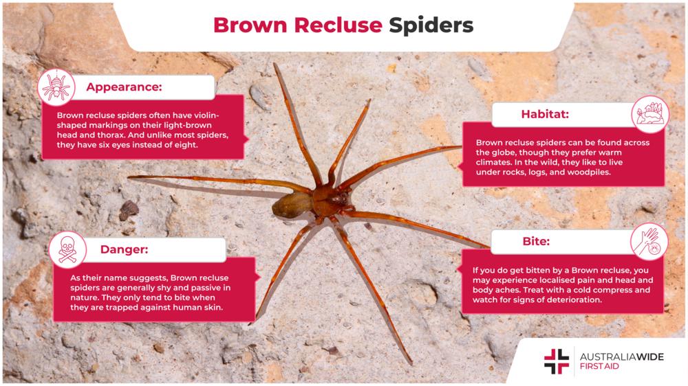 关于棕色隐士蜘蛛的信息图