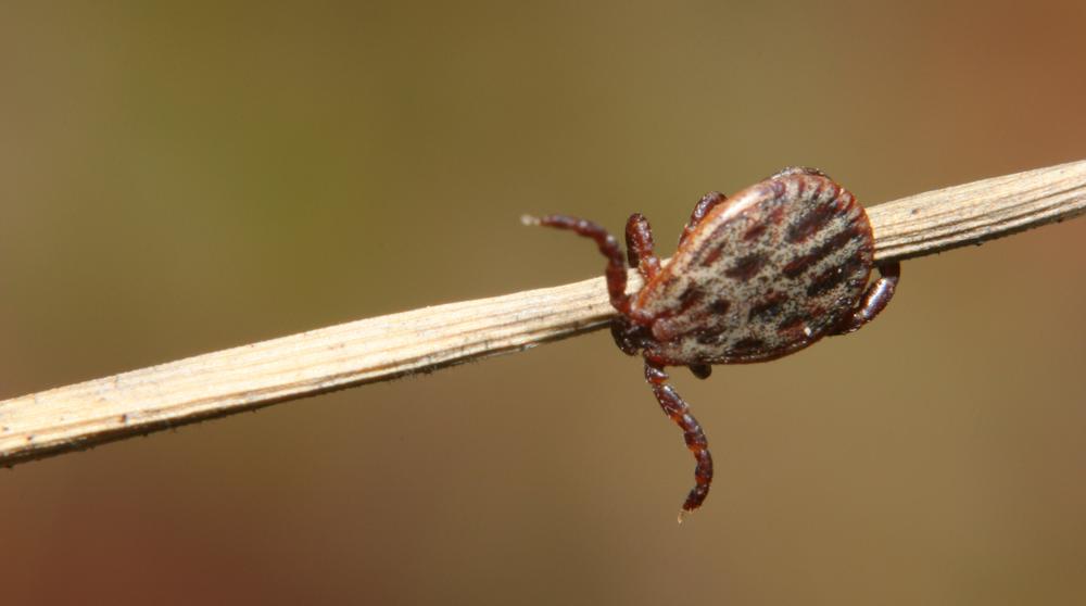 瘫痪蜱发现于温带，森林和草地地区