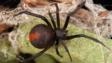 红背蜘蛛,Latrodectus hasseltii,球腹蛛科。©CSIRO