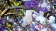 蓝花楹树Sulphur-crested风头鹦鹉坐在一个美丽的盛开。澳大利亚野生动物