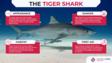 信息图表关于虎鲨
